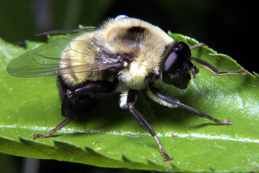 Bombus Impatiens on a leaf